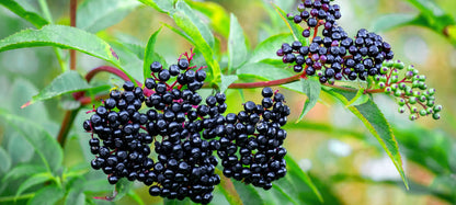 Wild Elderberry Jelly