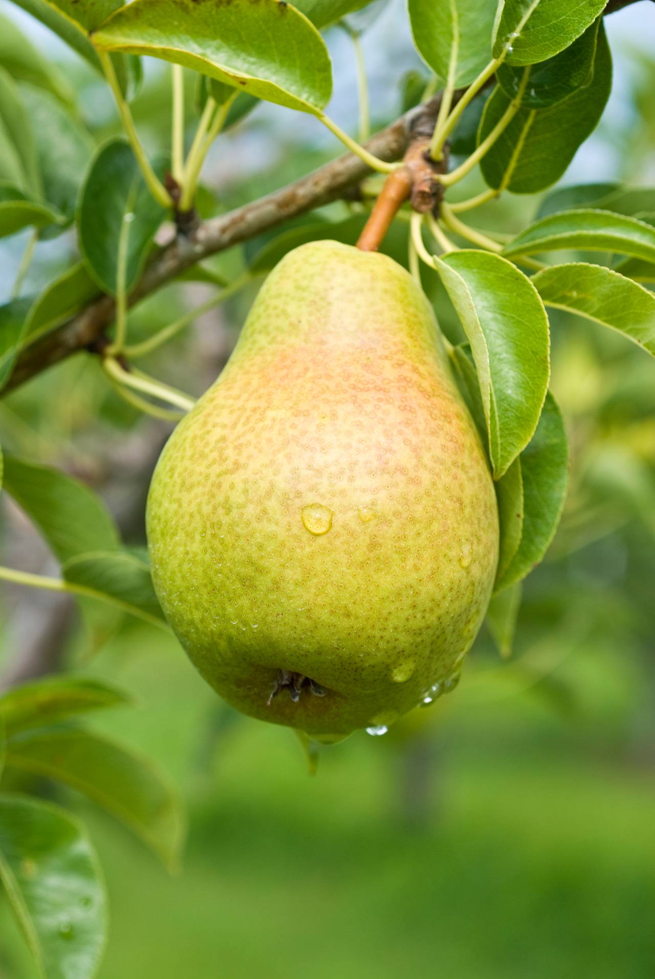 Cinnamon Pear Preserves