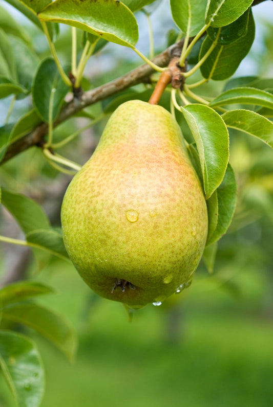 Cinnamon Pear Preserves